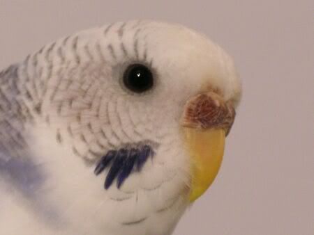 blueberry3.jpg