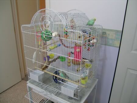 cagesetup2.jpg
