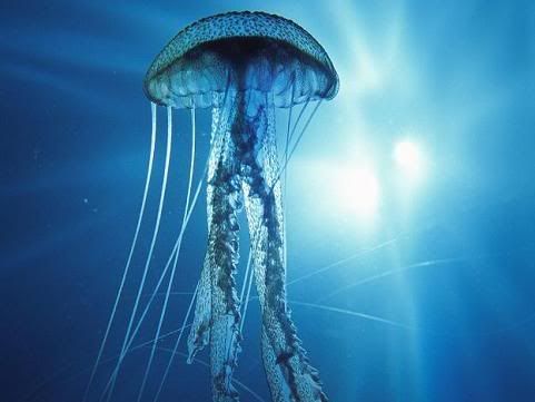 electric-jellyfish.jpg