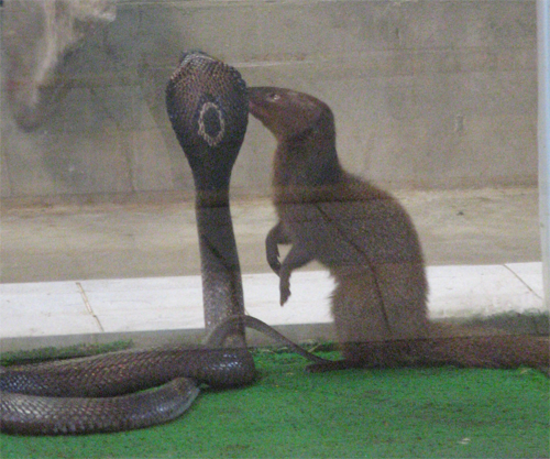 mongoosekiss.png