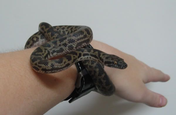 12arm.jpg