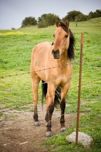 IMAGE: http://img.photobucket.com/albums/v333/surfkahakai/Experimental/20080315_horses004.jpg