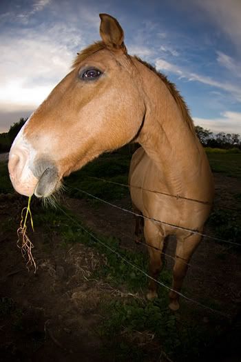 IMAGE: http://img.photobucket.com/albums/v333/surfkahakai/Experimental/20080315_horses009.jpg