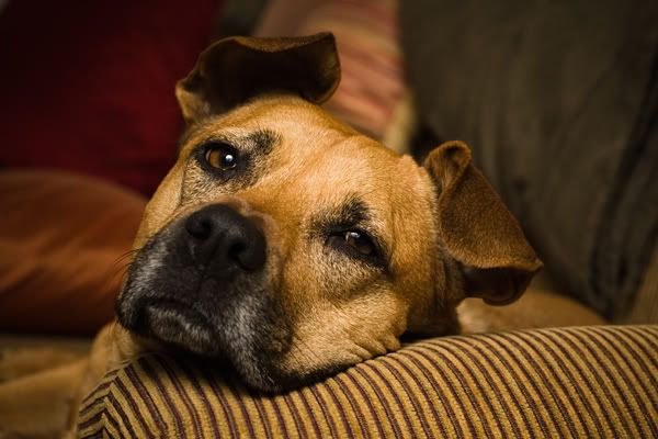 IMAGE: http://img.photobucket.com/albums/v333/surfkahakai/Personal/20090208_lani006.jpg