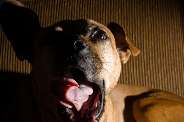 IMAGE: http://img.photobucket.com/albums/v333/surfkahakai/Personal/20090208_lani019.jpg