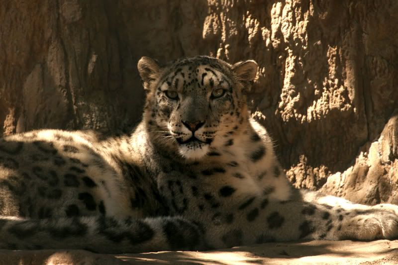 IMAGE: http://img.photobucket.com/albums/v333/surfkahakai/zoo1.jpg