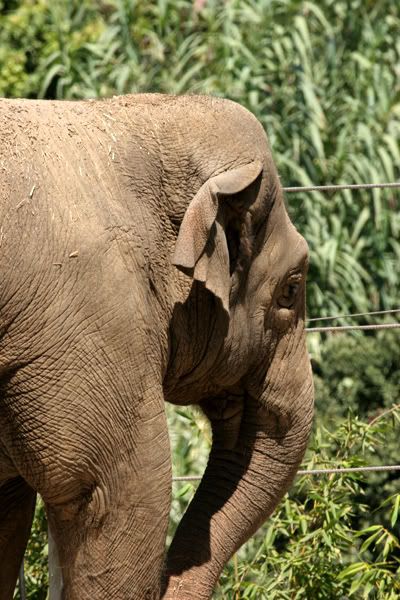 IMAGE: http://img.photobucket.com/albums/v333/surfkahakai/zoo2.jpg