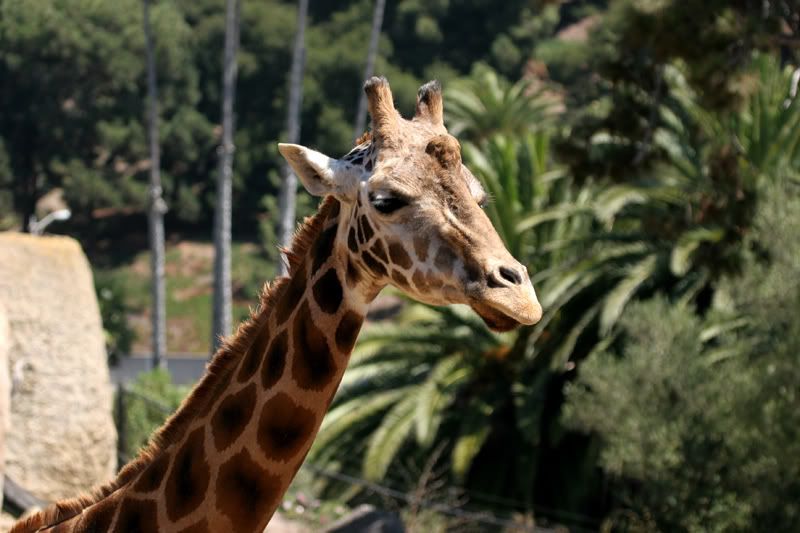 IMAGE: http://img.photobucket.com/albums/v333/surfkahakai/zoo4.jpg