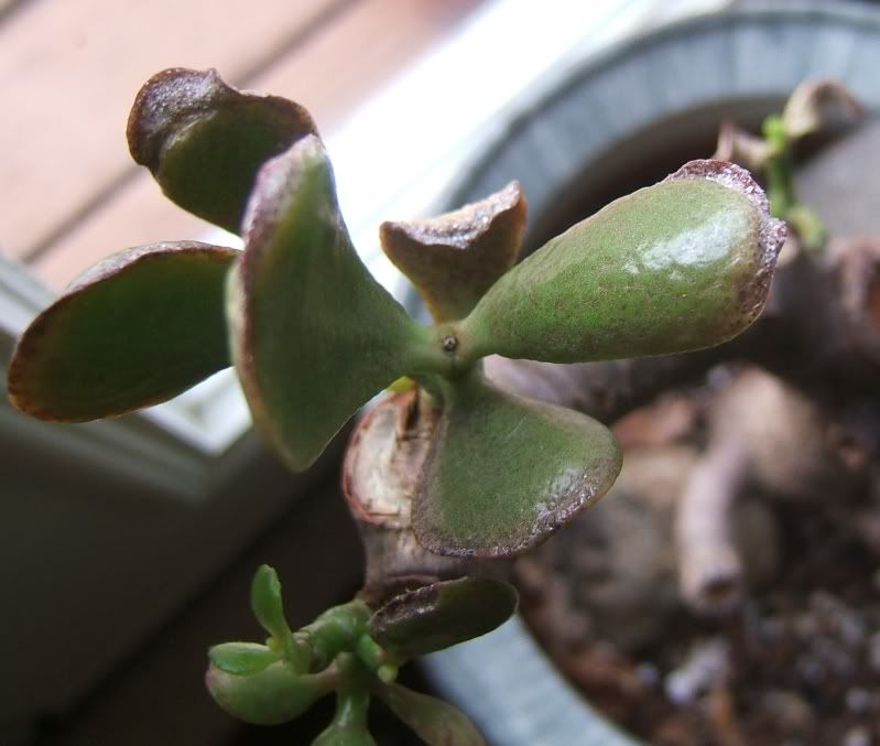 Jade plant leaf problem