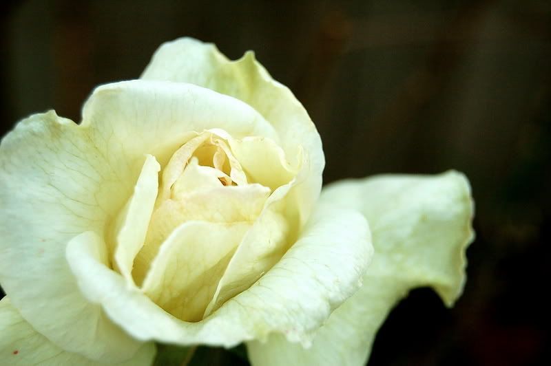 IMAGE: http://img.photobucket.com/albums/v334/allenpoop/DSC_00681-1.jpg