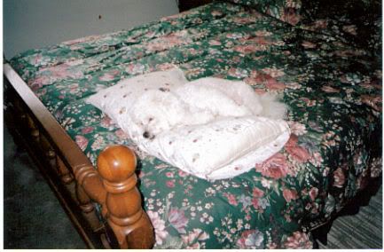 beddog1.jpg