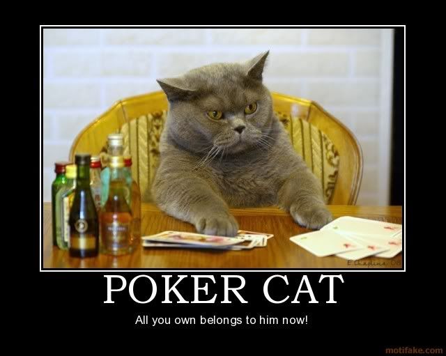poker-cat.jpg