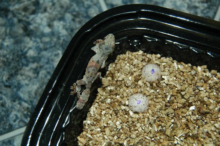 hatchlingusikoraenestbox.jpg