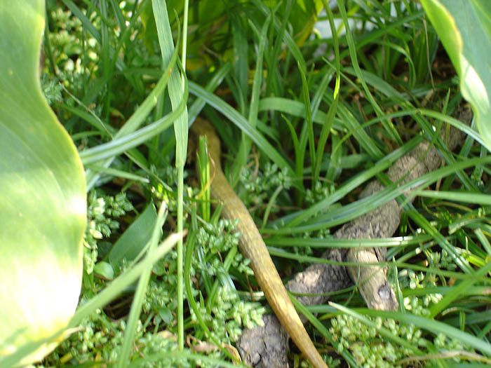 lizard2.jpg