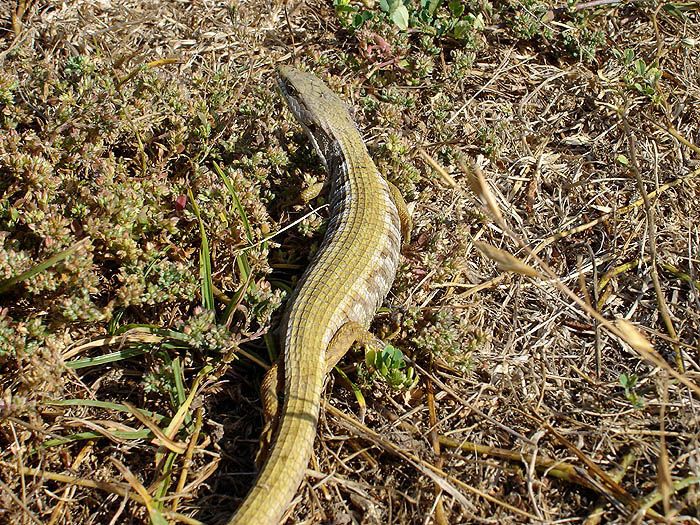 lizard3.jpg