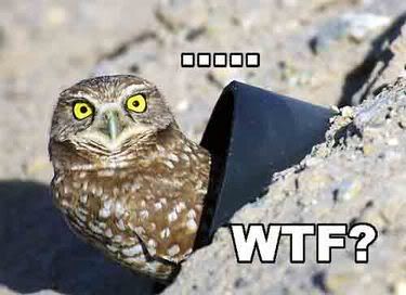 wtf.jpg