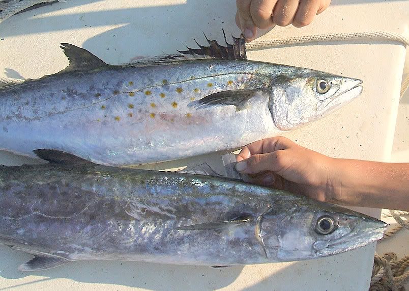 Spanish vs King Mackerel ID made easy Pensacola Fishing Forum