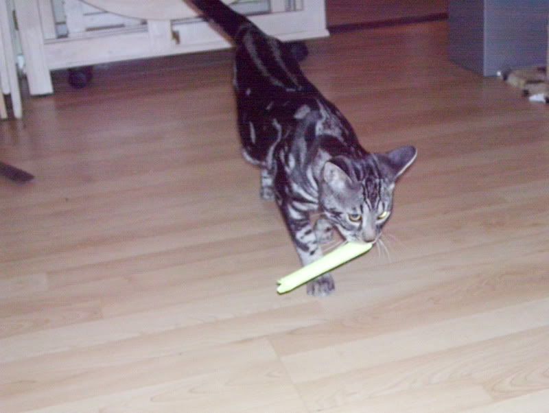 100_0334.jpg