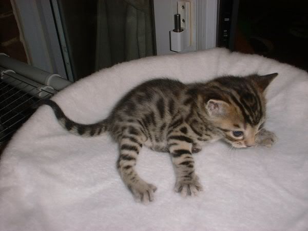 Monty4weeks1.jpg