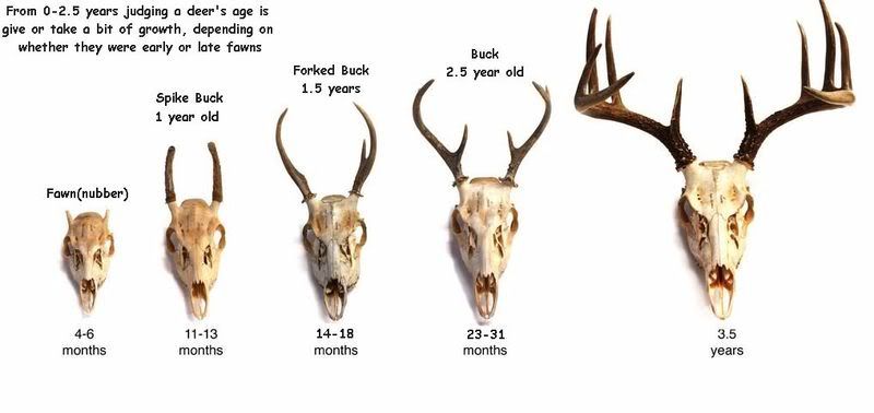 deer_age.jpg