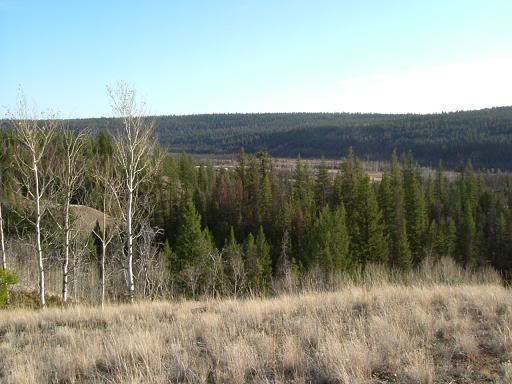 MooseHuntabovehighway20028.jpg