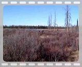 th_MooseSwampvideo.jpg