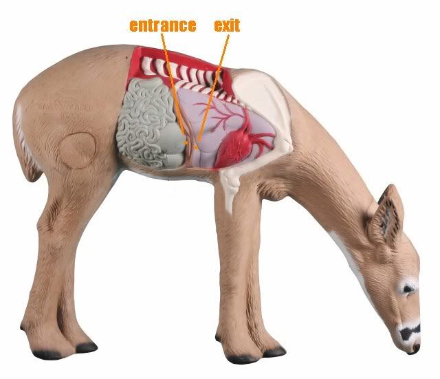AnatomyDeerRightentranceandexitofar.jpg
