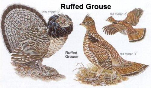 likely-Grouse-Ruffed.jpg