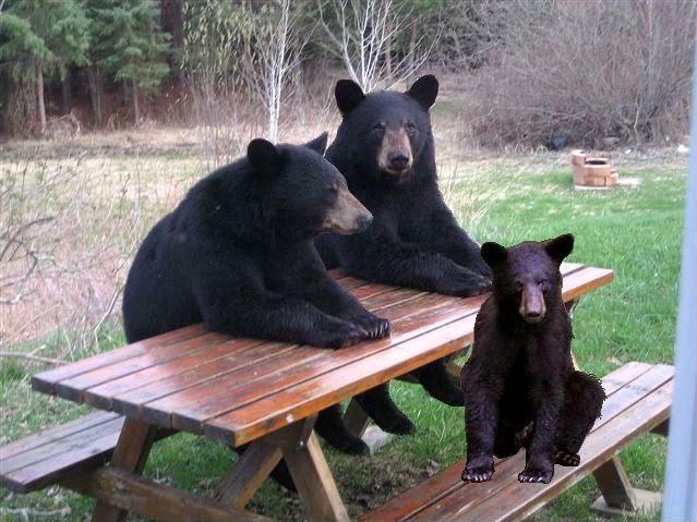 PikinicTableBears2.jpg