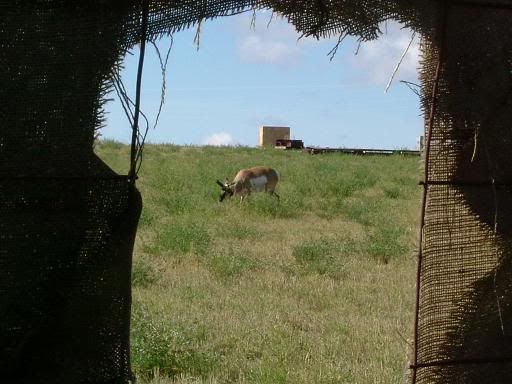 WyomingAntelopeHunt2008084.jpg