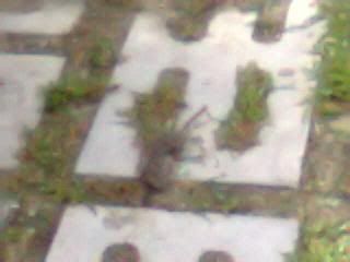 Image hosted by Photobucket.com