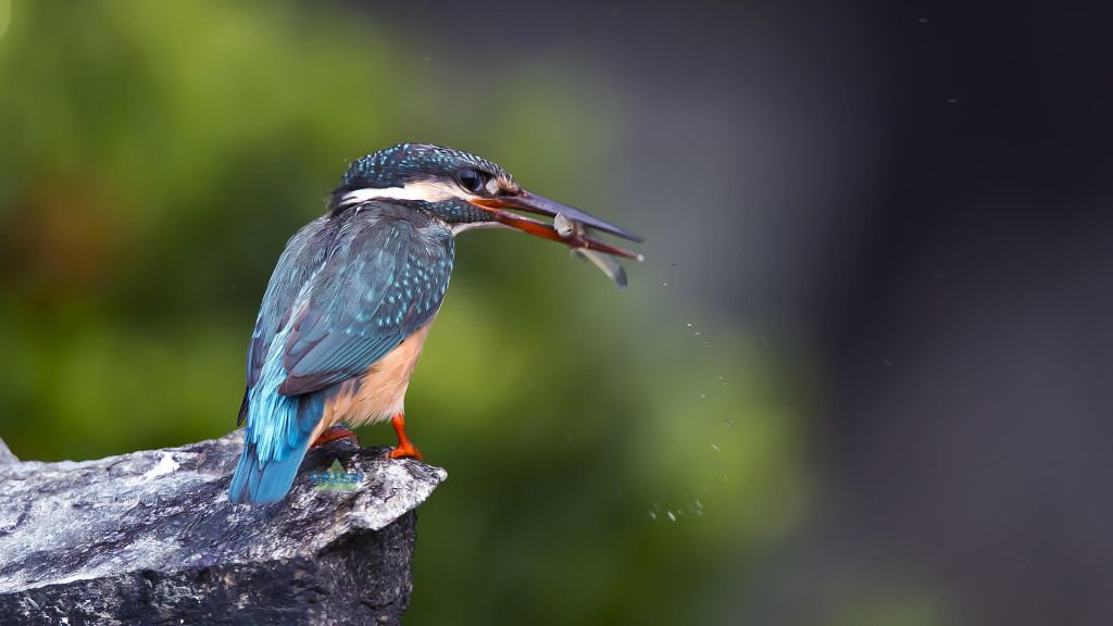 IMAGE: http://img.photobucket.com/albums/v337/bip916/CFK/3V6C1040cwatermark-1.jpg