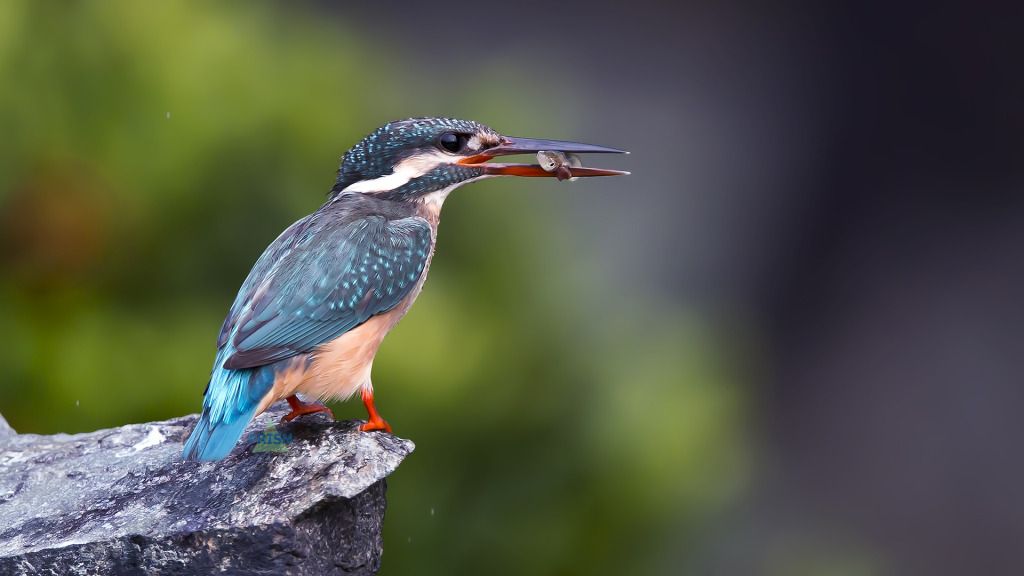 IMAGE: http://img.photobucket.com/albums/v337/bip916/CFK/3V6C1042watermark.jpg