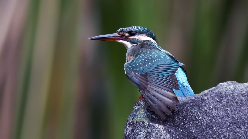 IMAGE: http://img.photobucket.com/albums/v337/bip916/CFK/3V6C1593sp1watermark.jpg