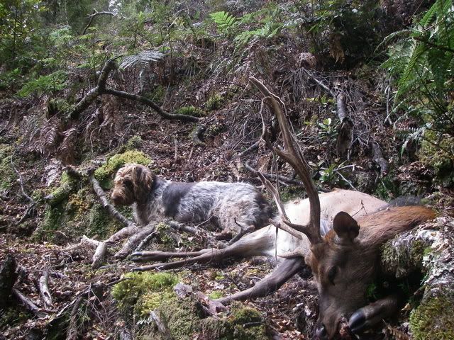 dogo argentino hunting boar. life span hunting boar.