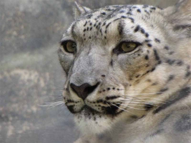 IMAGE: http://img.photobucket.com/albums/v338/Litespeed/IMG_3931copy.jpg