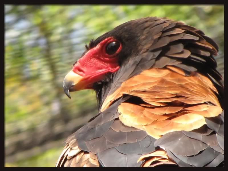 IMAGE: http://img.photobucket.com/albums/v338/Litespeed/Zoo%20July%2014%202009/IMG_3963_filteredcopy.jpg