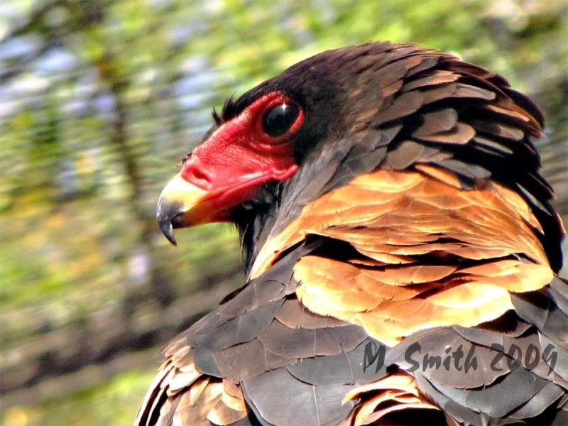 IMAGE: http://img.photobucket.com/albums/v338/Litespeed/Zoo%20pictures/Eaglesharpenedpiccopy.jpg