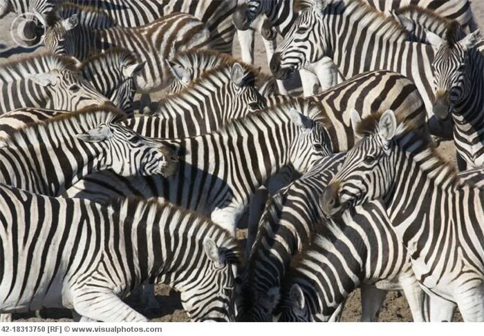 herd_of_zebras_42-18313750.jpg