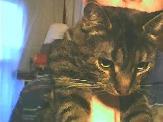 mycat.jpg