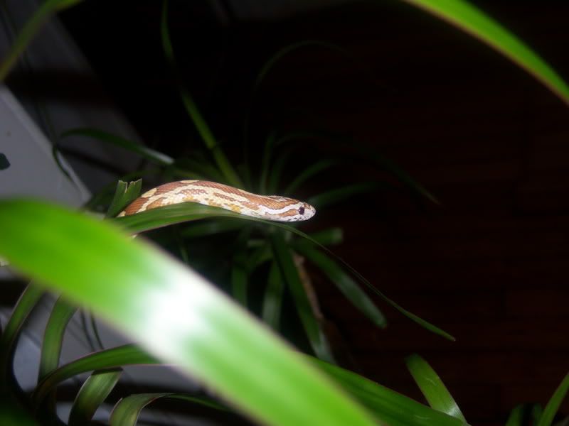 100_0118.jpg