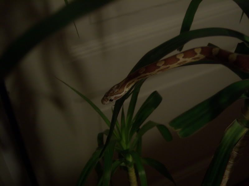 100_0121.jpg