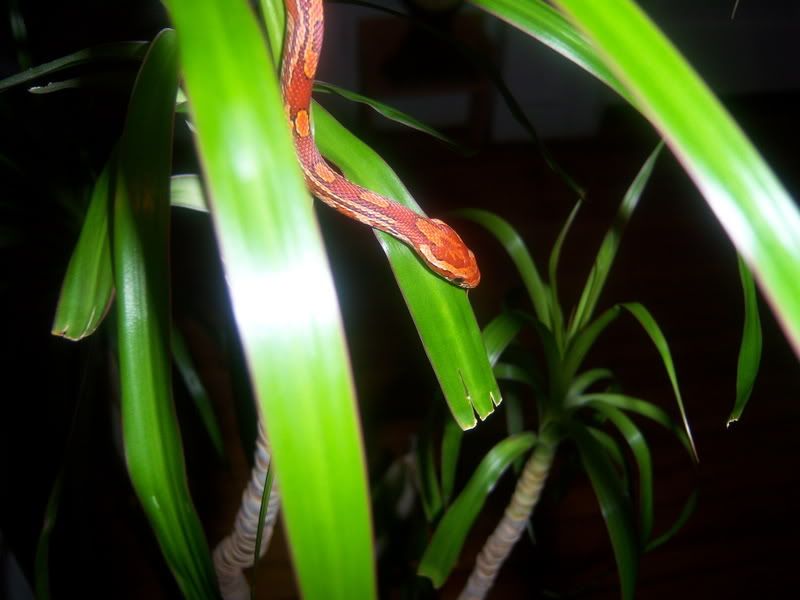 100_0135.jpg