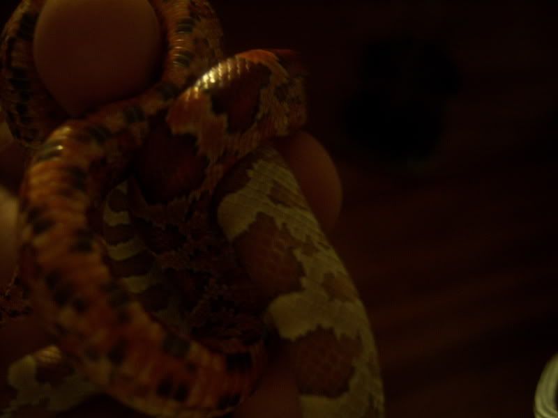 100_0155.jpg