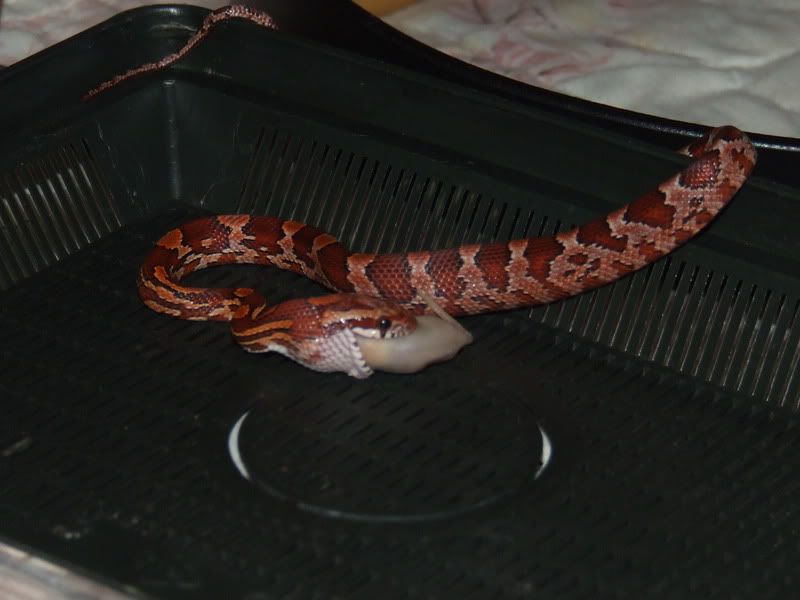 DSCF2412.jpg