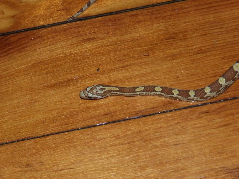 DSCF2414.jpg