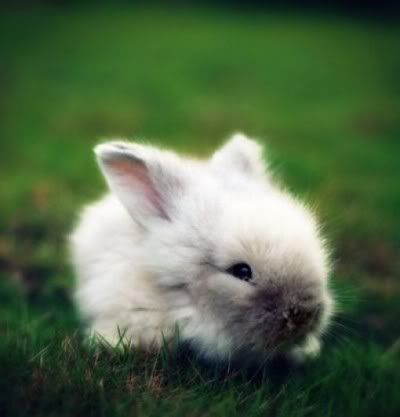 cute-fluffy-white-baby-rabbit-400x417.jpg
