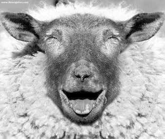 sheepsmile.jpg