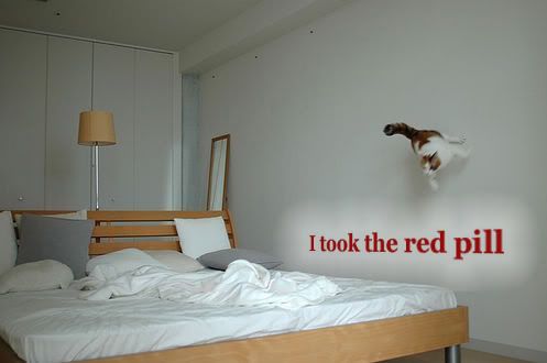 matrixcat.jpg