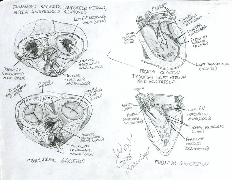 a diagram of the human heart had to do it for my anatomy class in high 